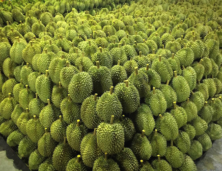 Monthong Durian