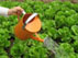 Watering Pot