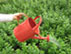 Watering Pot