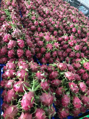 Dragon Fruit