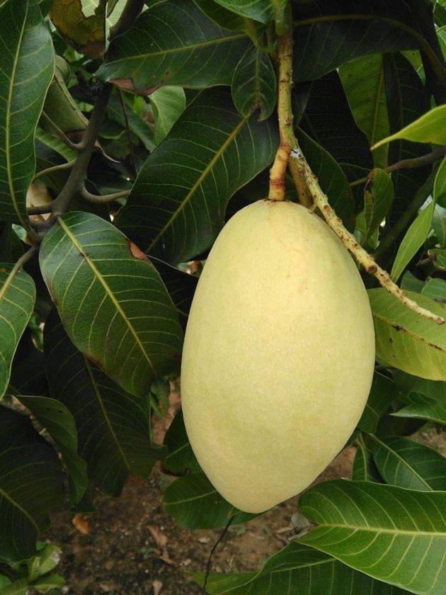 Yellow Mango Namdokmai