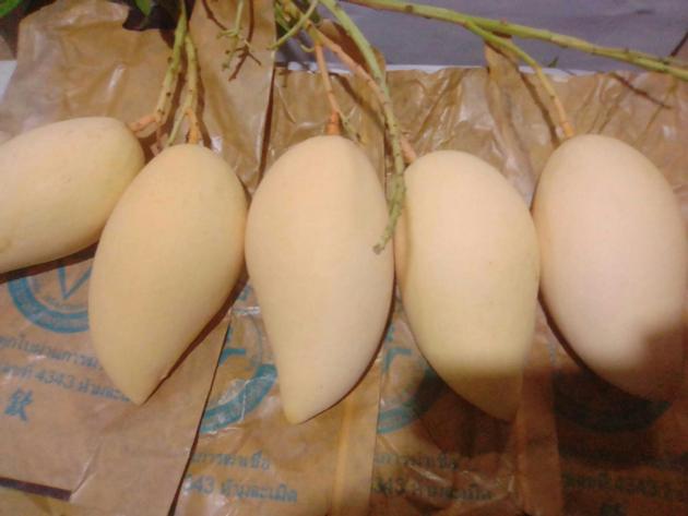 Yellow Mango Namdokmai
