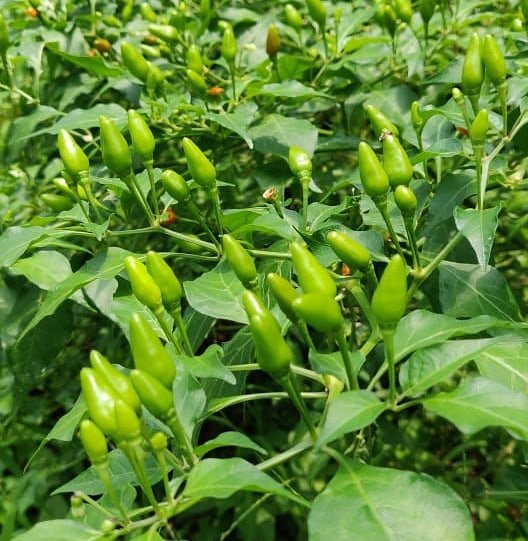 Bird S Eye Chilli Thai Chiili
