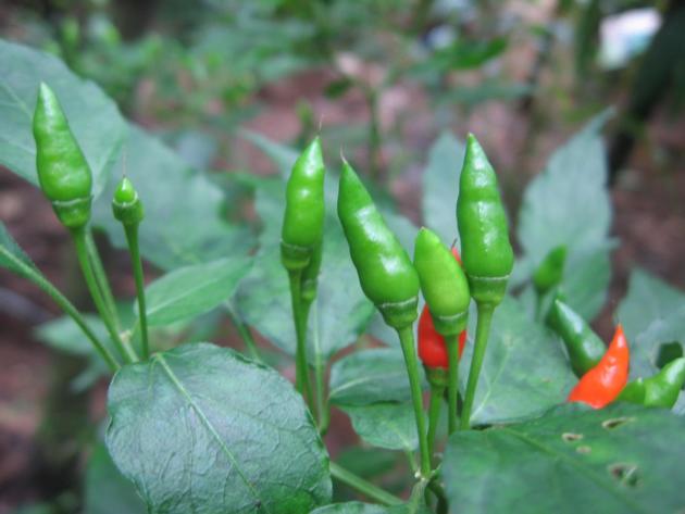 Bird S Eye Chilli Thai Chiili