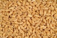 shakambari wheats ,shakambari soyanean