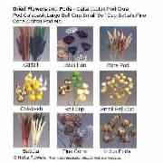 dried flowers,dried pods