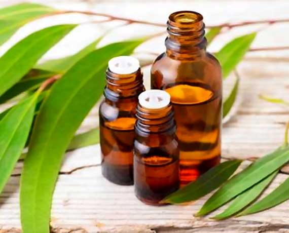 Eucalyptus Oil