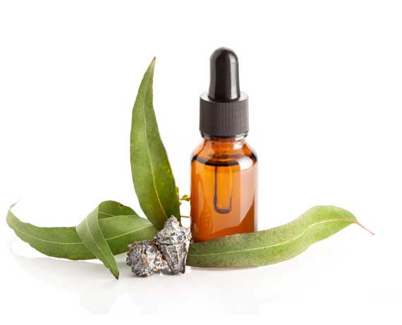 Eucalyptus Oil