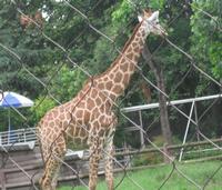 Animal Mesh,Bird Mesh Netting