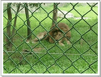 chain link fence