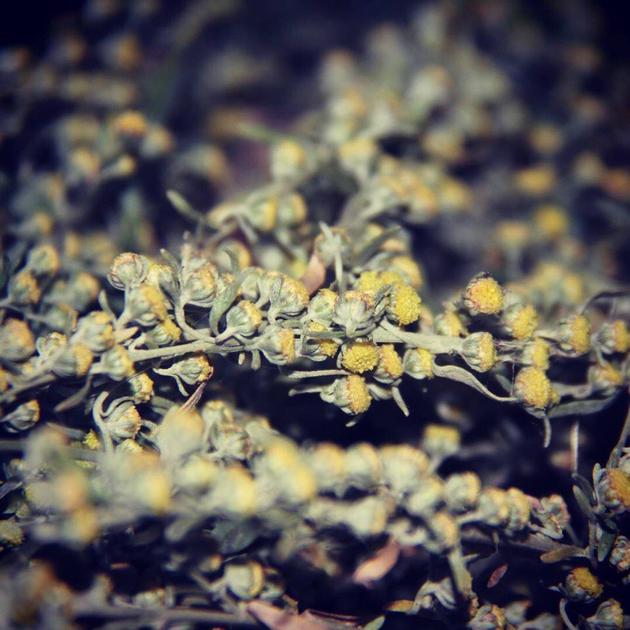Essential Oils Of Fennel Wormwood And