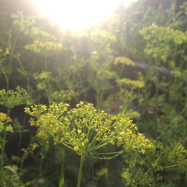 Essential Oils Of Fennel Wormwood And