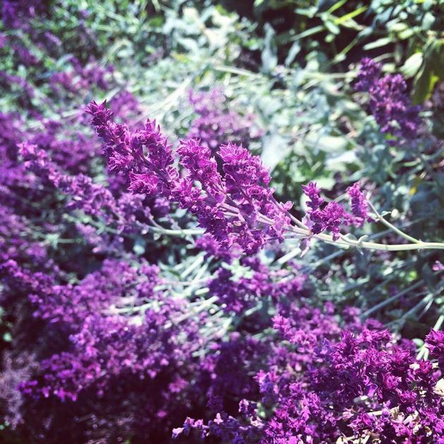 Essential Oils Of Fennel Wormwood And