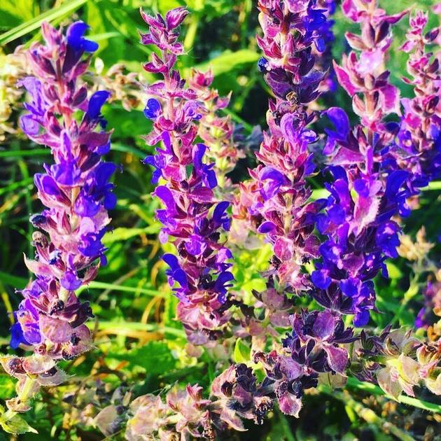 Essential Oils Of Fennel Wormwood And