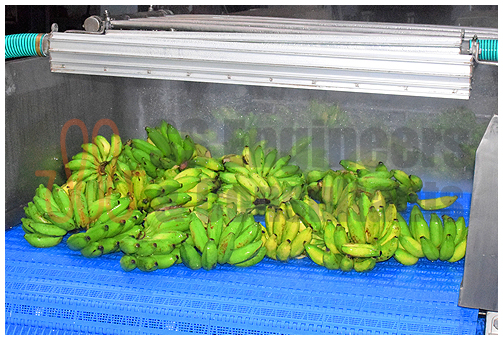 Banana Washing & Ripening