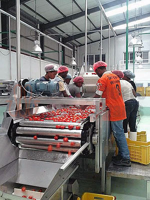 Tomato Processing Line