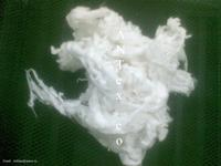 Comber Noil, Card Fly, Cotton Web, Cotton Balls, Linter Cotton, Orthopedic Cotton, Cotton Shoddy 
