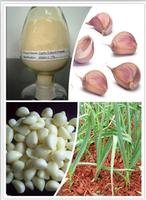 Garlic Extract 