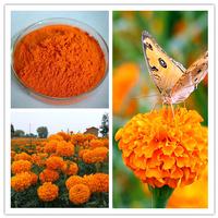 Food/Feed grade Marigold P.E.lutein powder