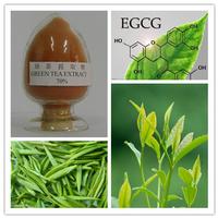 Green Tea Extract