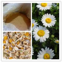Feverfew Extract Parthenolide