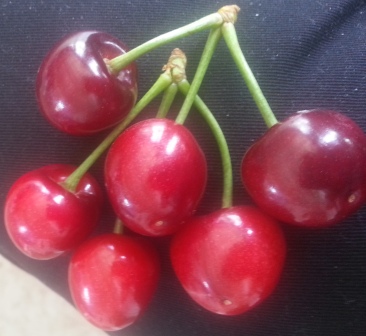 FRESH CHERRY