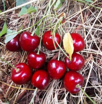 FRESH CHERRY