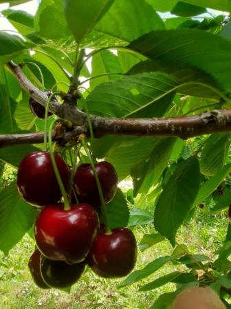 FRESH CHERRY