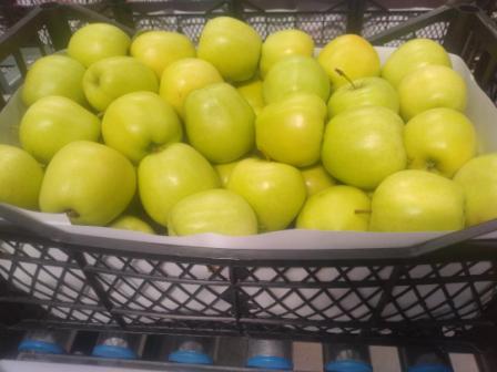 FRESH APPLE