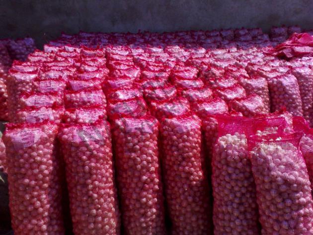 Red Big Onion