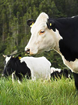 Cow pregnancy test kit
