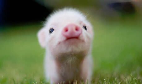 Pig pregnancy test kit