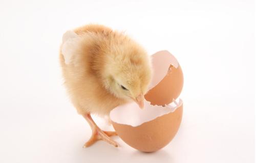 H7N9 Rapid Test Kits for Chicken