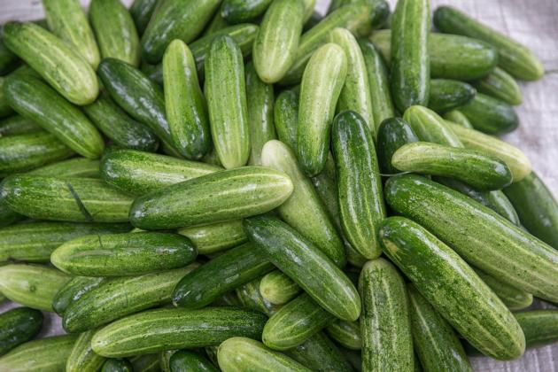 Cucumber