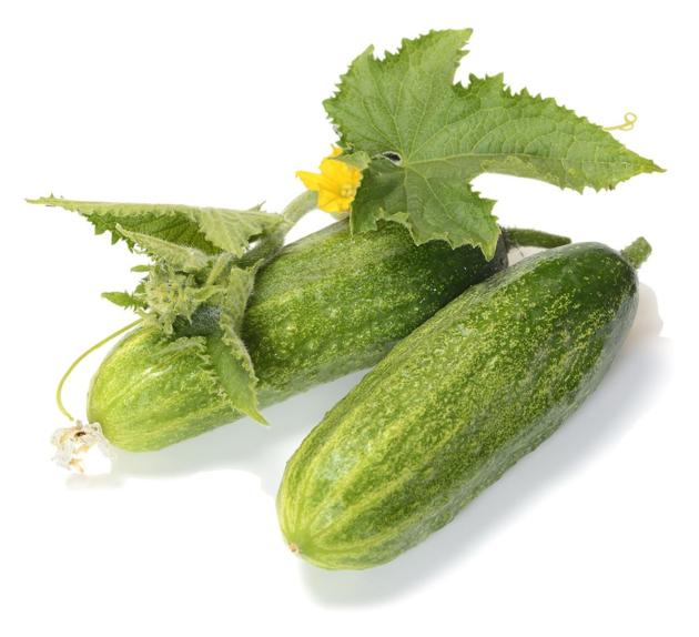 Cucumber