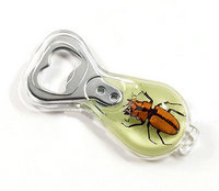 Real bug,insect Inside Bottle Opener, So Cute, Promotion Gift, Customized Present, Christmas Gift