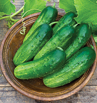 Cucumber