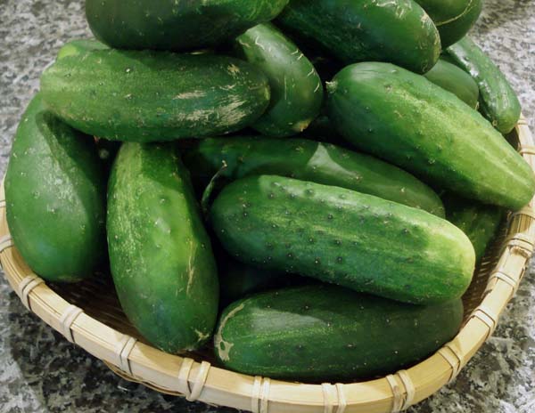 Cucumber