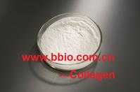 Collagen - Enzymatic Hydrolysis Process