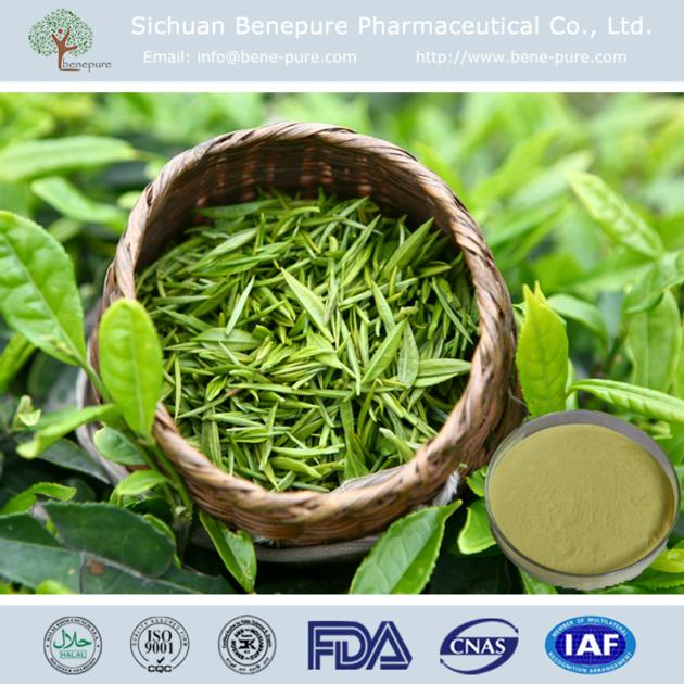  Green Tea Extract 