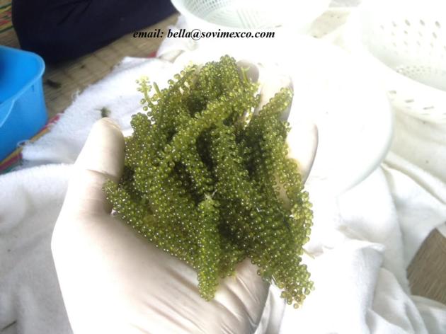 SEAGRAPE  IN VIET NAM for food/cosmetic