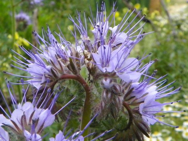 phacelia