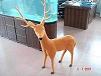 PU spotted deer
