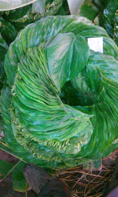 BETEL LEAVES MITHA KHARI