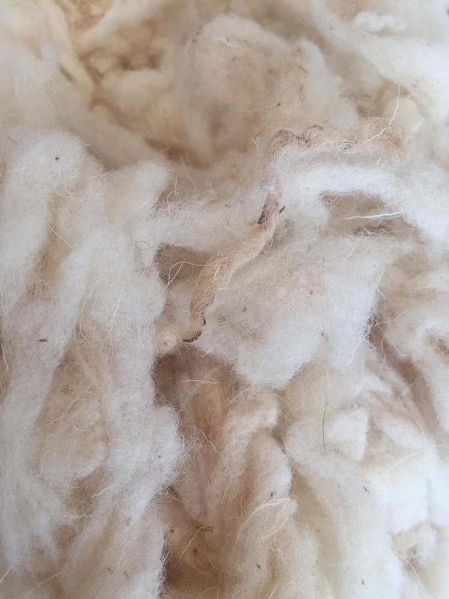 Raw Scoured Wool