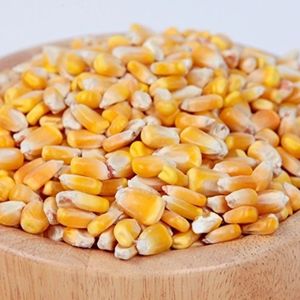 Feed Corn