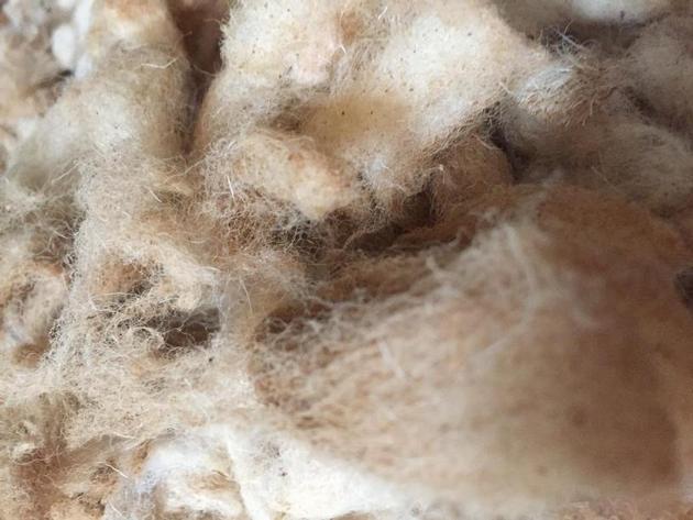 Raw Greasy Wool