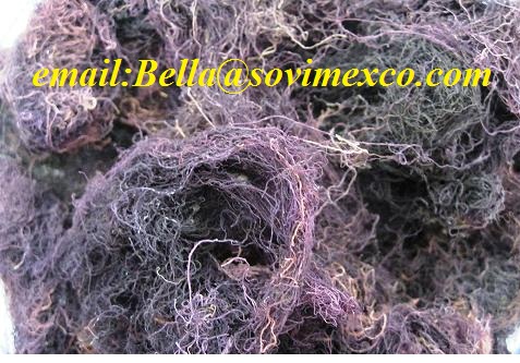 dried gracilaria for agar agar