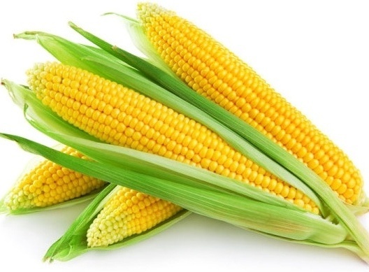 yellow maize