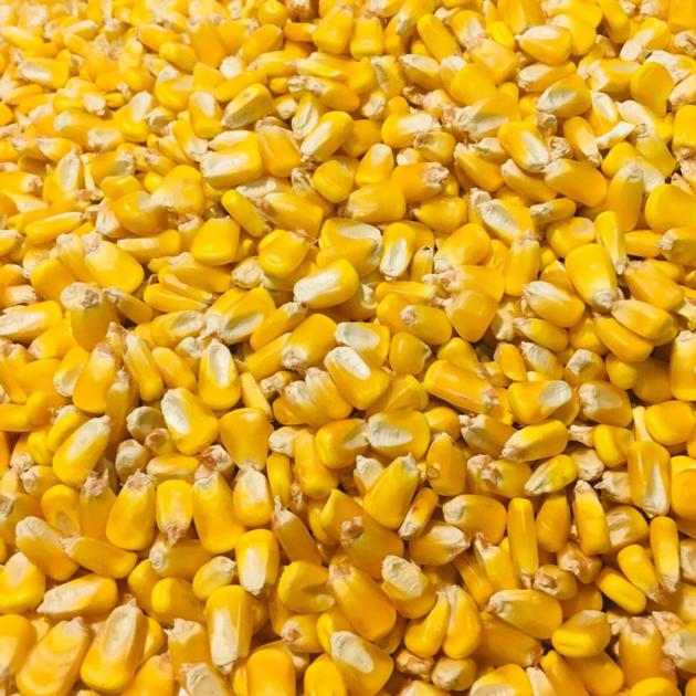 Feed Corn
